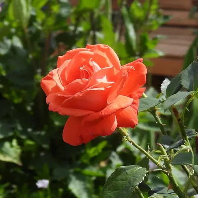For You With Love Rose Flowers