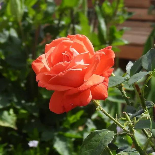 For You With Love Rose Flowers