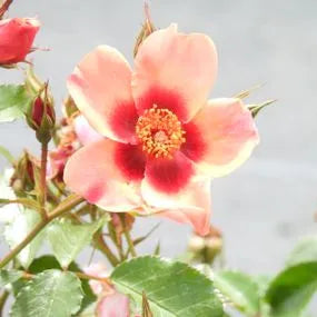 For Your Eyes Only - Floribunda