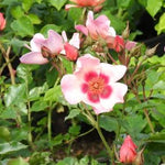 For Your Eyes Only - Floribunda