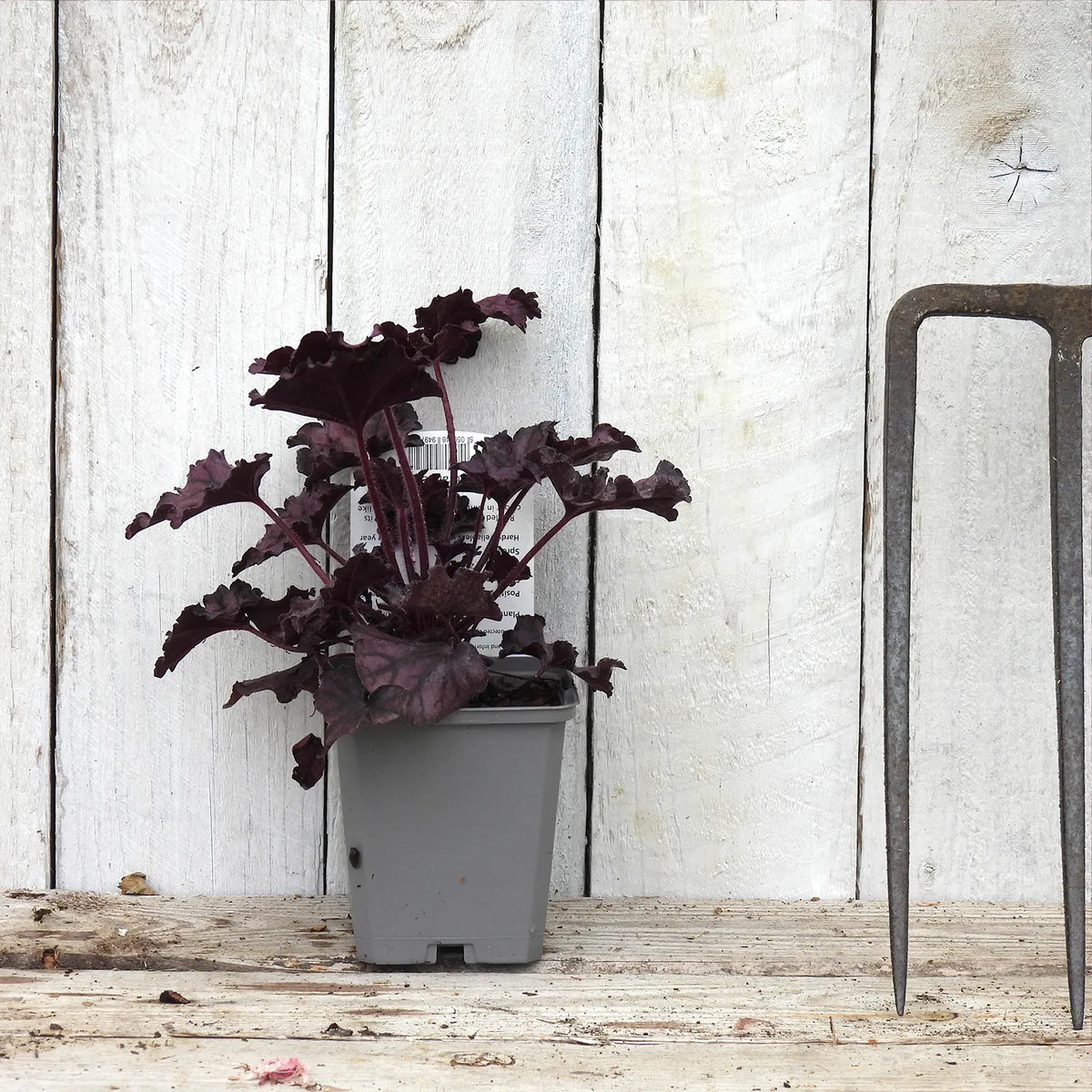 9cm Potted heuchera plant with dark leaves on a wooden surface against a white wooden panel background
