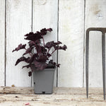 9cm Potted heuchera plant with dark leaves on a wooden surface against a white wooden panel background