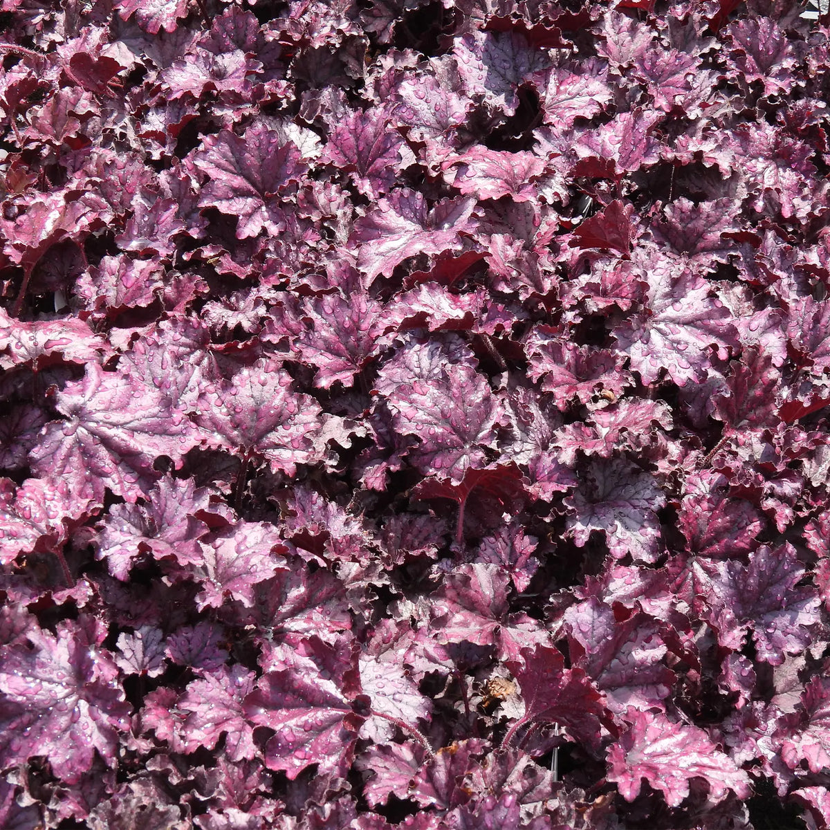 Close-up of purple heuchera leaves with a blurred background