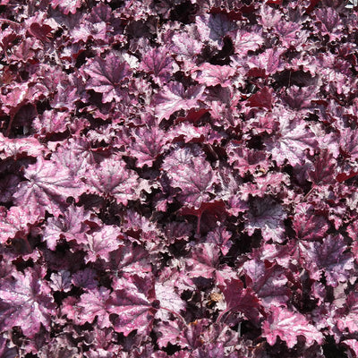 Close-up of purple heuchera leaves with a blurred background