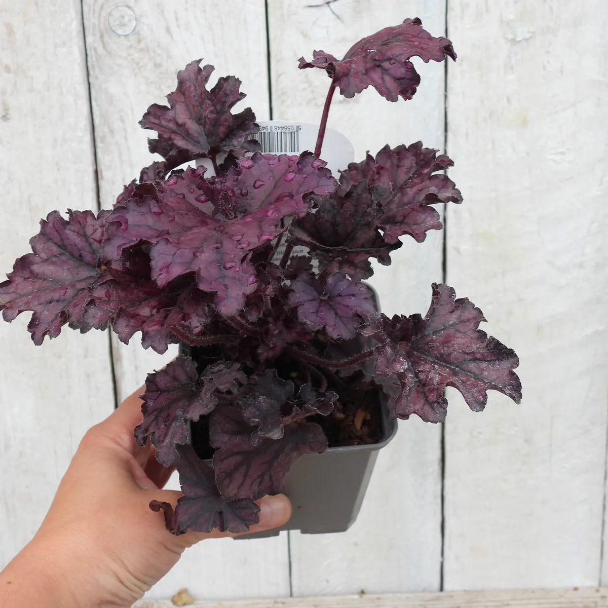 Hand holding a potted plant with purple foliage against a wooden background