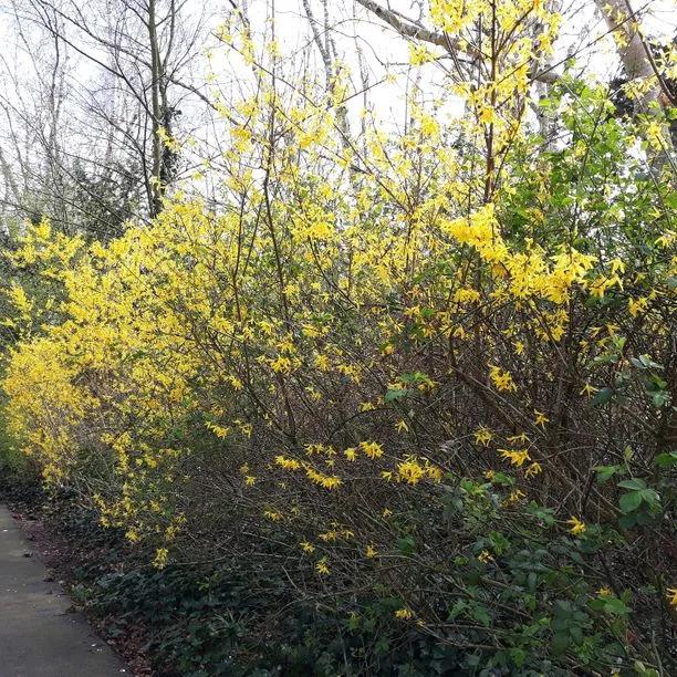 Mature Forsthia intermedia spectabilis Hedge