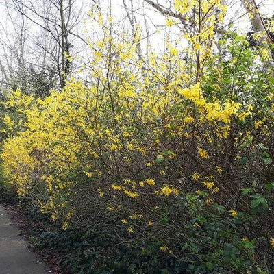 Mature Forsthia intermedia spectabilis Hedge