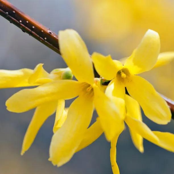 Forsthia intermedia spectabilis Flowers