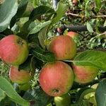 Fortune Apples on the tree