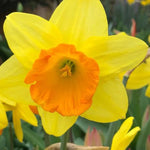 Fortune Narcissus Flowers