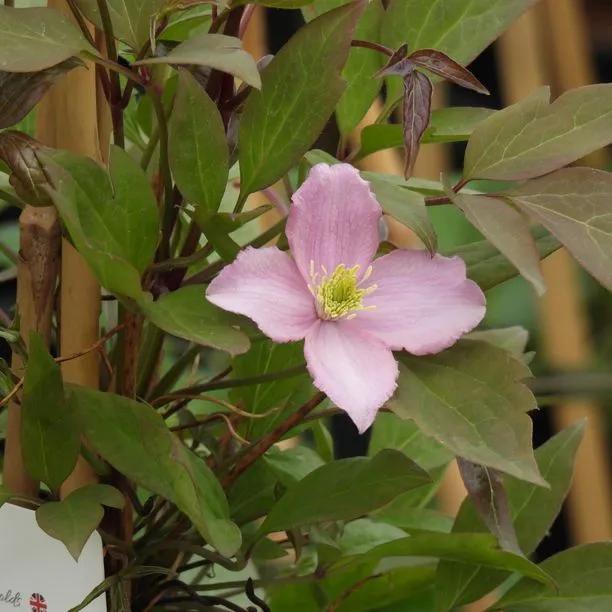 Fragrant Spring Clematis Flowers