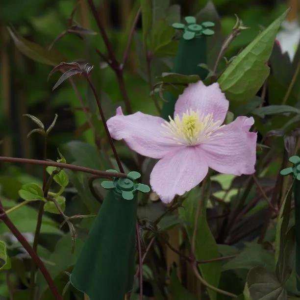 Fragrant Spring Clematis Flowers