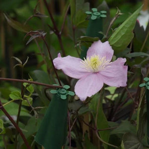 Climbing Clematis | Buy Plants Online