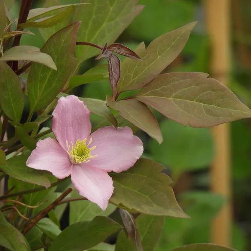 Fragrant Spring Clematis Flowers