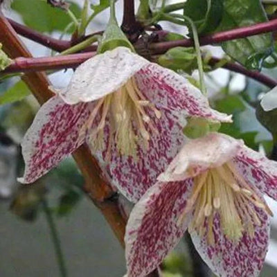 Freckles Clematis Flowers