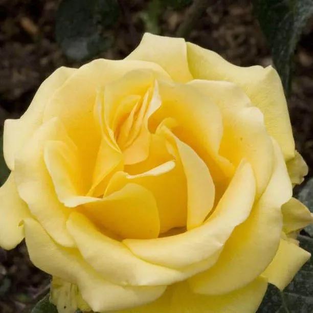 Freedom Hybrid Tea Rose Flowers