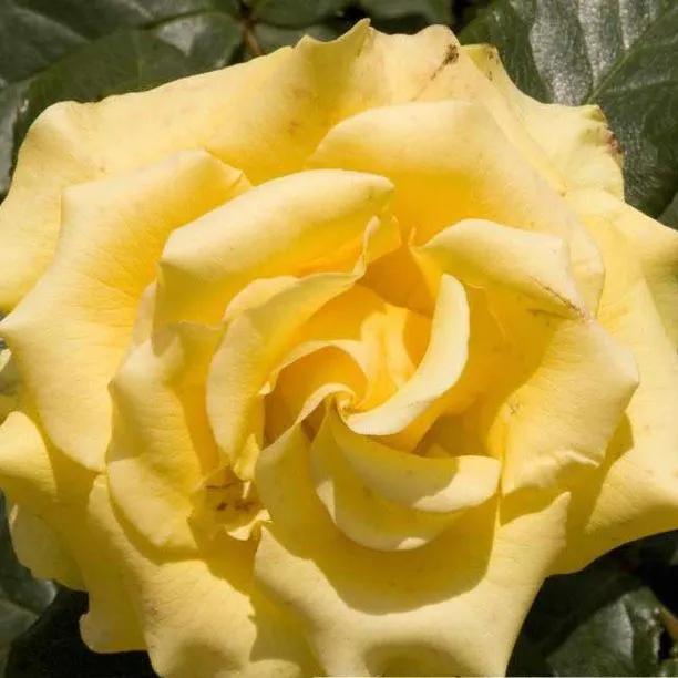 Freedom Hybrid Tea Rose Flowers