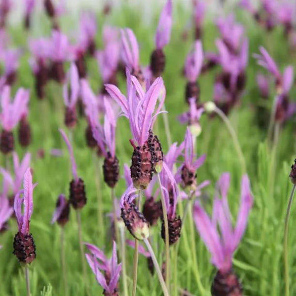 French Butterfly Lavender Plants (Potted / 3 Litre)