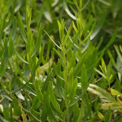 French Tarragon Leaves