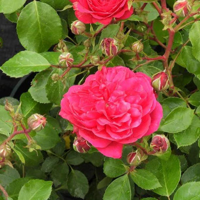 Frilly Cuff Shrub Rose Flowers