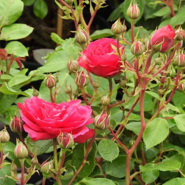 Frilly Cuff Shrub Rose Flowers
