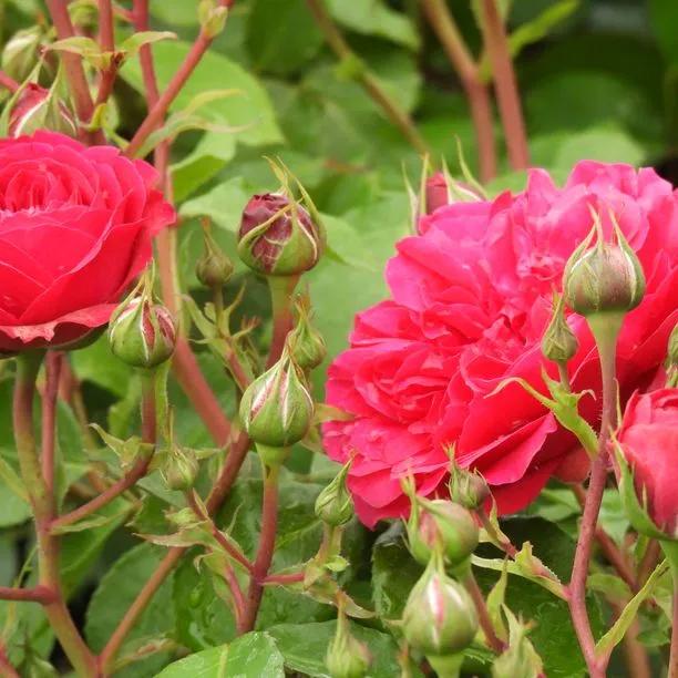 Frilly Cuff Shrub Rose Flowers