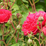 Frilly Cuff Shrub Rose Flowers