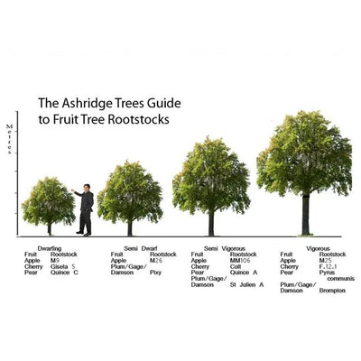 Fruit Tree Rootstock Comparison Diagram