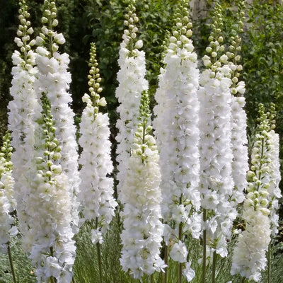 Close up of white delphinium flowers - galahad