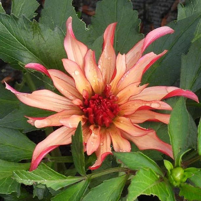 Gallery Art Deco Dahlia Flower