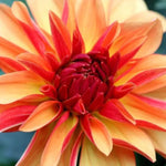 Gallery Art Deco Dahlia Flowers
