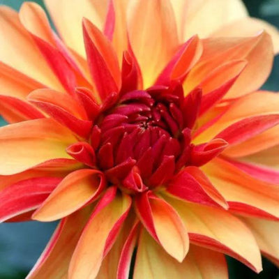 Gallery Art Deco Dahlia Flowers