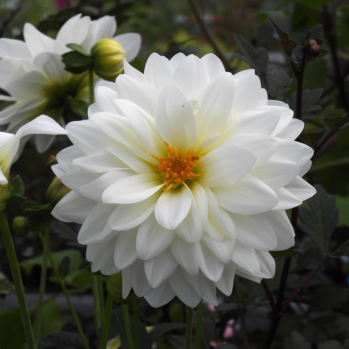 A close-up of a large white dahlia flower with a yellow-orange center, surrounded by dark green foliage and other blurred flowers in the background.