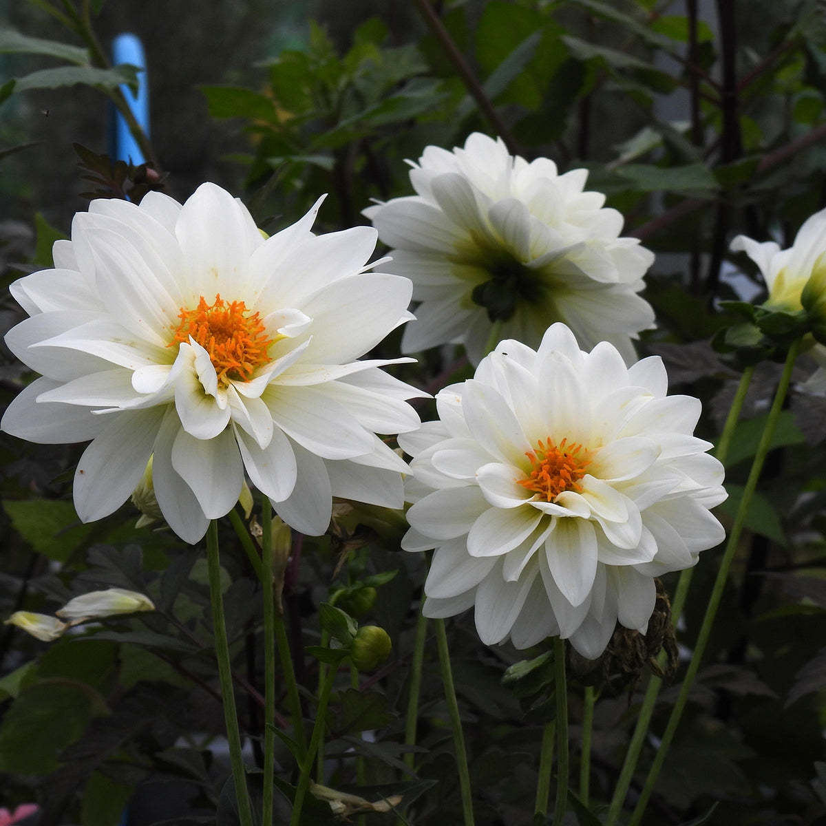 White dahlia flowers with bright orange centers blooming among dark green foliage in a garden setting.