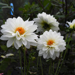 White dahlia flowers with bright orange centers blooming among dark green foliage in a garden setting.
