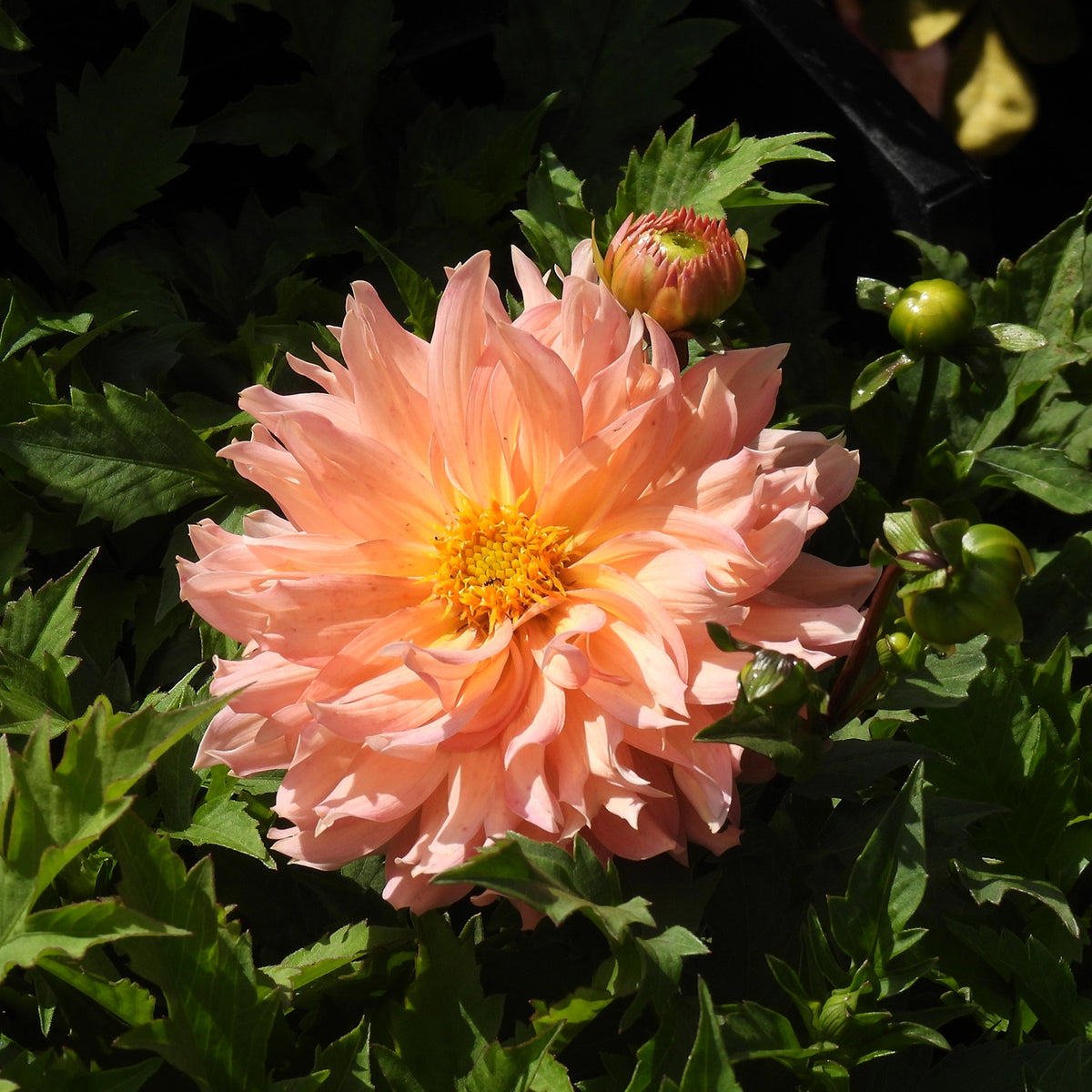 A peach-pink dahlia flower in full bloom with a yellow center, surrounded by dark green leaves and buds.