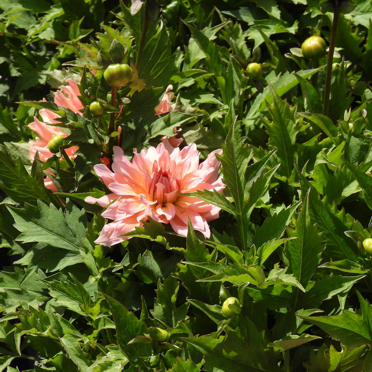 A pink dahlia flower in full bloom surrounded by green foliage and small green buds, photographed outdoors in natural sunlight.