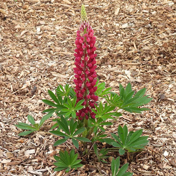 Red lupin flower with green leaves on a mulched ground