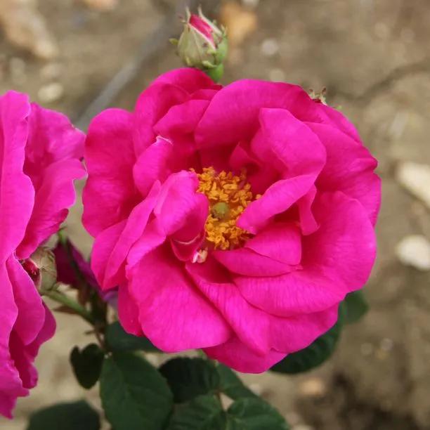 Apothecary's Rose – Gallica Deep Pink Fragrant