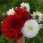 A hand holding a cluster of dahlias, featuring a large red flower (Garden Wonder Dahlia), a large white flower (White Swan Dahlia), and several white buds, set against a background of green foliage.