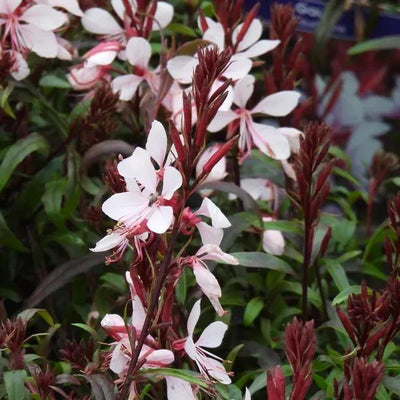 Gaudi Pink Gaura Flowers