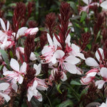 Gaudi Pink Gaura Flowers