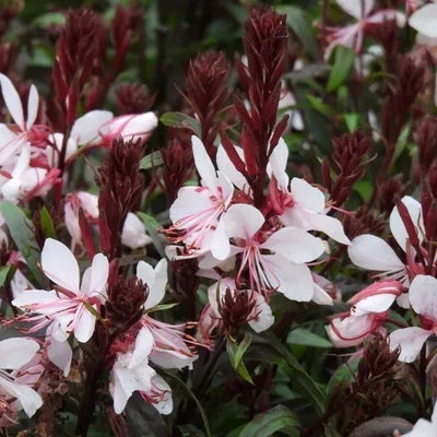 Gaudi Pink Gaura Flowers