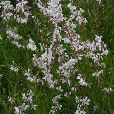 Abundant flowers of whirling butterflies gaura plants