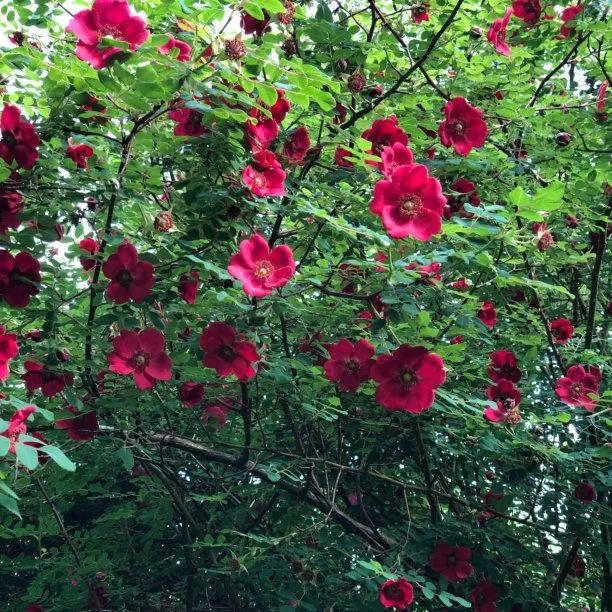 Moyesii Hybrid Rose Trained as a Climber