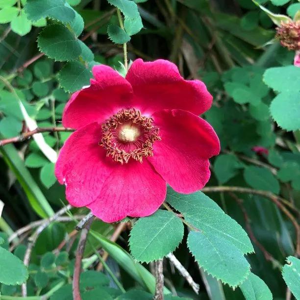 Moyesii Hybrid Rose Flowers