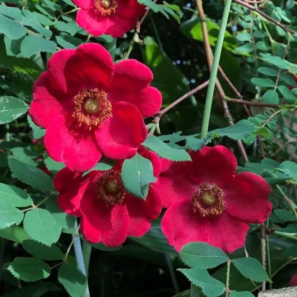Moyesii Hybrid Rose Flowers