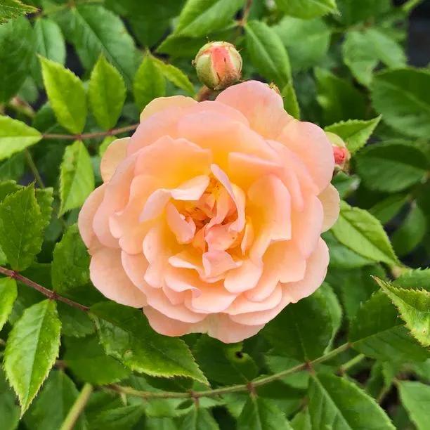 Ghislaine de Feligonde Rose Flowers