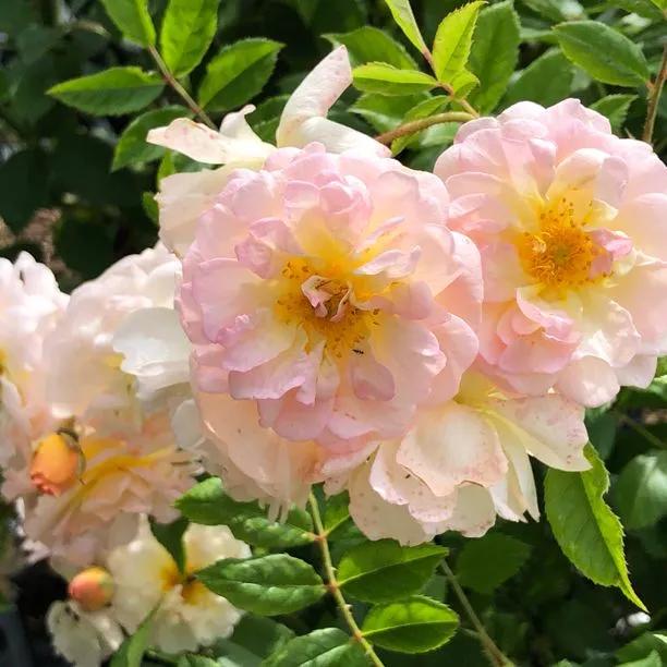 Ghislaine de Feligonde Rose Flowers