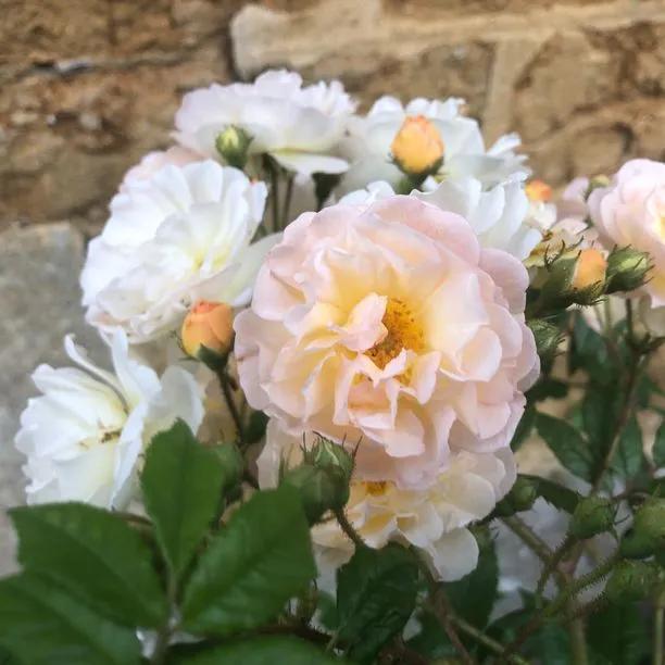 Ghislaine de Feligonde Rose Flowers